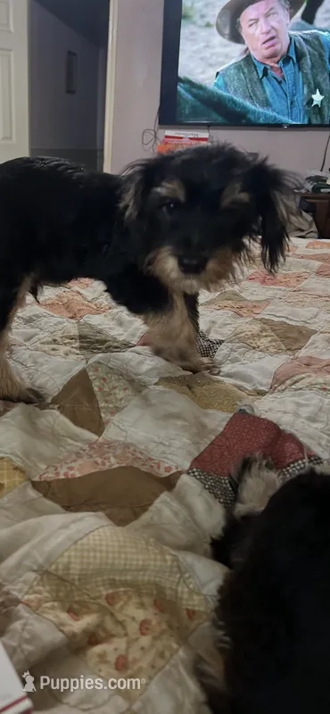 Buddy – Yorkshire Terrier puppy for sale in Waco, TX