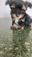 Rocky, a male Yorkshire Terrier for sale in Waco, TX – 1 of 1