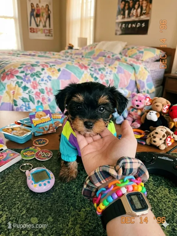 Molly – Yorkshire Terrier puppy for sale in Waco, TX