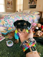 Molly, a female Yorkshire Terrier for sale in Waco, TX – 1 of 1
