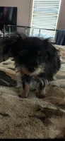 Pee wee, a male Yorkshire Terrier for sale in Waco, TX – 2 of 2