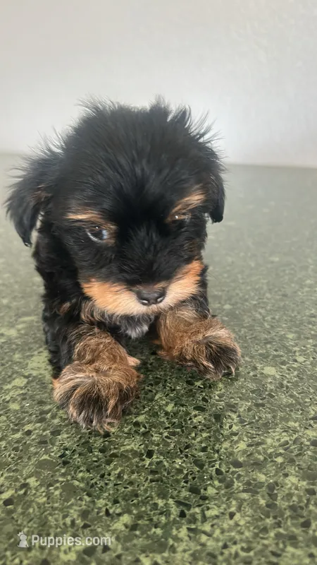 Spike – Yorkshire Terrier puppy for sale in Waco, TX