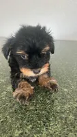 Spike, a male Yorkshire Terrier for sale in Waco, TX – 1 of 1