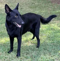 Baruc , a male German Shepherd Dog for sale in Conroe, TX – 2 of 8