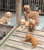 Pinky Pinky, a male Poodle - Toy  for sale in Conroe, TX – 6 of 7