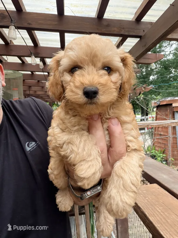 Luca – Poodle - Toy  puppy for sale in Conroe, TX