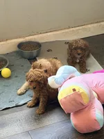 Roy , a male Poodle - Toy  for sale in Conroe, TX – 2 of 6