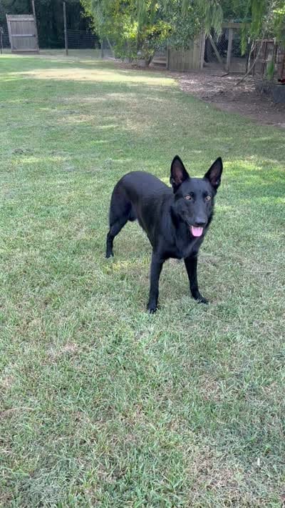 Baruc , a male German Shepherd Dog for sale in Conroe, TX – 5 of 8