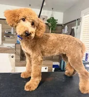 Tango , a male Goldendoodle for sale in Conroe, TX – 2 of 3