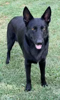 Baruc , a male German Shepherd Dog for sale in Conroe, TX – 3 of 8