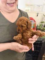 Pinky Pinky, a male Poodle - Toy  for sale in Conroe, TX – 7 of 7