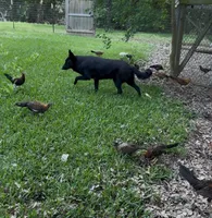 Baruc , a male German Shepherd Dog for sale in Conroe, TX – 6 of 8