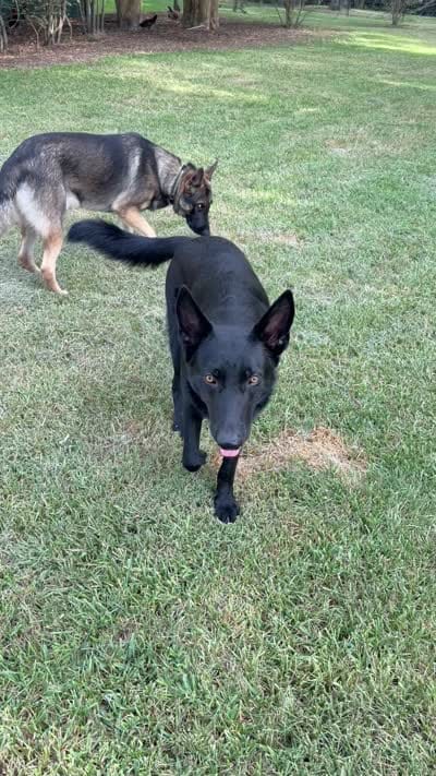 Baruc , a male German Shepherd Dog for sale in Conroe, TX – 7 of 8