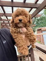 Roy , a male Poodle - Toy  for sale in Conroe, TX – 3 of 6