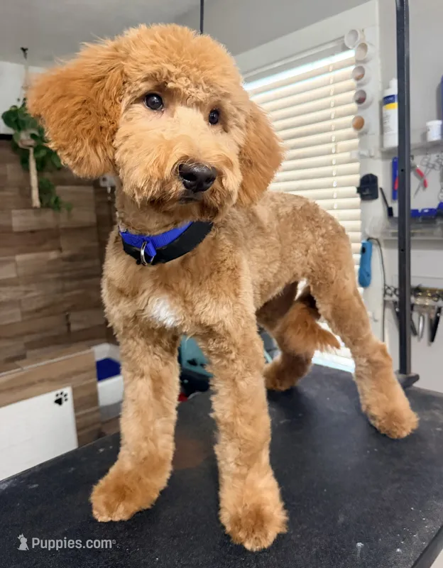 Tango  – Goldendoodle puppy for sale in Conroe, TX