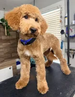 Tango , a male Goldendoodle for sale in Conroe, TX – 1 of 3
