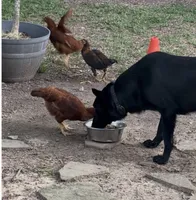 Baruc , a male German Shepherd Dog for sale in Conroe, TX – 4 of 8