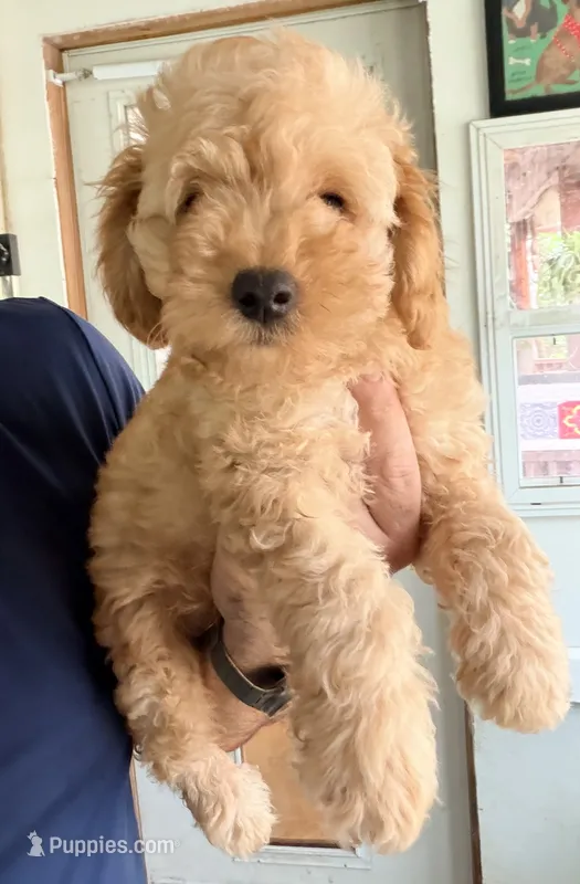 Luca – Poodle - Toy  puppy for sale in Conroe, TX