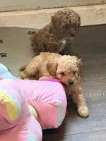 Luca, a male Poodle - Toy  for sale in Conroe, TX – 3 of 5