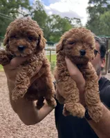 Roy , a male Poodle - Toy  for sale in Conroe, TX – 1 of 6