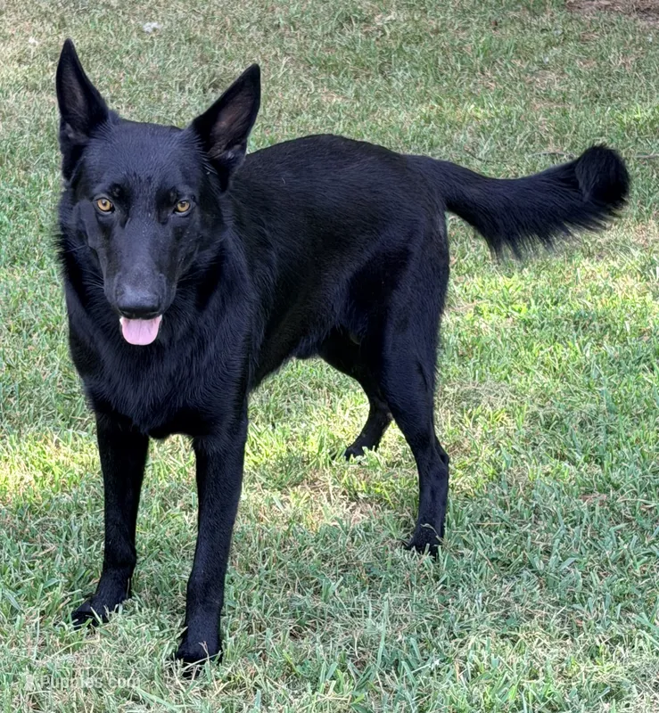Baruc  – German Shepherd Dog puppy for sale in Conroe, TX