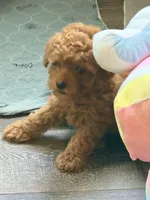 Pinky Pinky, a male Poodle - Toy  for sale in Conroe, TX – 1 of 7
