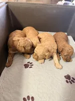 Pinky Pinky, a male Poodle - Toy  for sale in Conroe, TX – 3 of 7
