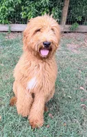 Tango , a male Goldendoodle for sale in Conroe, TX – 3 of 3