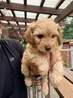 Luca, a male Poodle - Toy  for sale in Conroe, TX – 2 of 5
