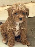 Roy , a male Poodle - Toy  for sale in Conroe, TX – 4 of 6