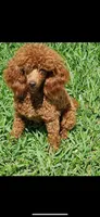 Roy , a male Poodle - Toy  for sale in Conroe, TX – 6 of 6