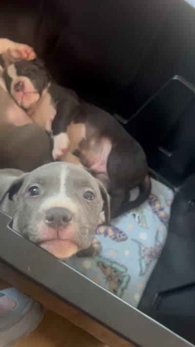 Grey, a male American Pit Bull Terrier for sale in St. Ann, MO – 1 of 1