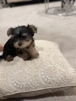 Coco 🐶 , a female Yorkshire Terrier for sale in Lithonia, GA – 7 of 9