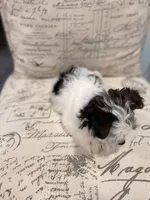 Leche🐶, a female Yorkshire Terrier for sale in Lithonia, GA – 10 of 10