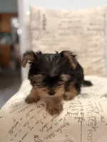 Coco 🐶 , a female Yorkshire Terrier for sale in Lithonia, GA – 6 of 9