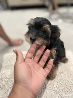 Tink🐶 , a female Yorkshire Terrier for sale in Lithonia, GA – 7 of 9