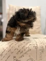 Striker 🐶 , a male Yorkshire Terrier for sale in Lithonia, GA – 8 of 9