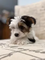 Leche🐶, a female Yorkshire Terrier for sale in Lithonia, GA – 8 of 10