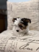 Leche🐶, a female Yorkshire Terrier for sale in Lithonia, GA – 7 of 10