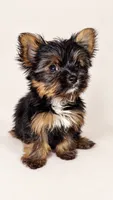 Lancelot, a male Yorkshire Terrier for sale in Lithonia, GA – 2 of 2