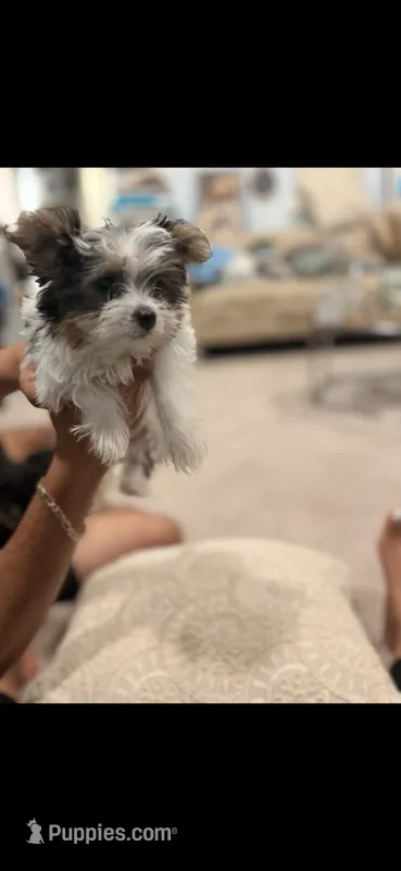 Marshy (Mello)🐶  – Yorkshire Terrier puppy for sale in Lithonia, GA