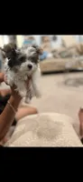 Marshy (Mello)🐶 , a female Yorkshire Terrier for sale in Lithonia, GA – 1 of 3