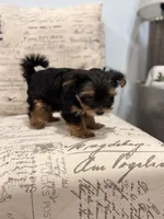 Tink🐶 , a female Yorkshire Terrier for sale in Lithonia, GA – 2 of 9