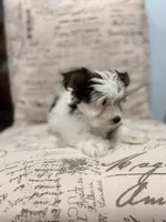 Leche🐶, a female Yorkshire Terrier for sale in Lithonia, GA – 5 of 10