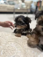 Tink🐶 , a female Yorkshire Terrier for sale in Lithonia, GA – 8 of 9