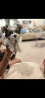 Marshy (Mello)🐶 , a female Yorkshire Terrier for sale in Lithonia, GA – 3 of 3