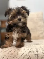 Striker 🐶 , a male Yorkshire Terrier for sale in Lithonia, GA – 3 of 9
