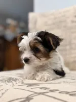 Leche🐶, a female Yorkshire Terrier for sale in Lithonia, GA – 2 of 10