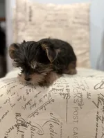 Coco 🐶 , a female Yorkshire Terrier for sale in Lithonia, GA – 4 of 9