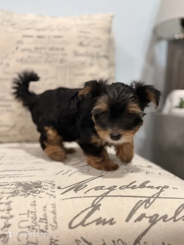 Tink🐶  – Yorkshire Terrier puppy for sale in Lithonia, GA
